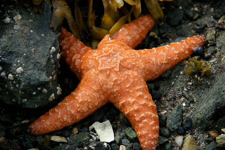 Ketchikan, Alaska: The Mountain Point Snorkeling Adventure Ketchikan, Alaska: Snorkeling Tour all inclusive. 3 Hours.