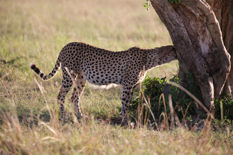 Demi-journée au parc national de Nairobi avec prise en charge gratuite