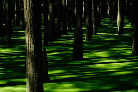 Hangzhou: Qingshan Lake(Matcha Lake) Water Forest Experience