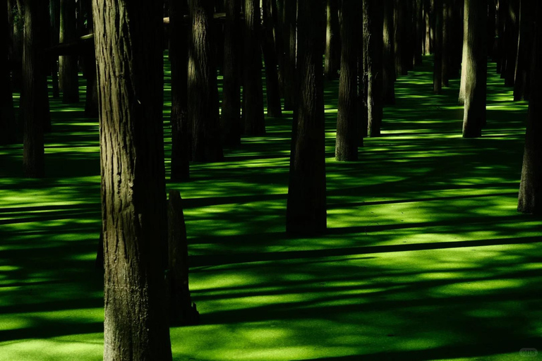 Hangzhou: Qingshan Lake(Matcha Lake) Water Forest Experience