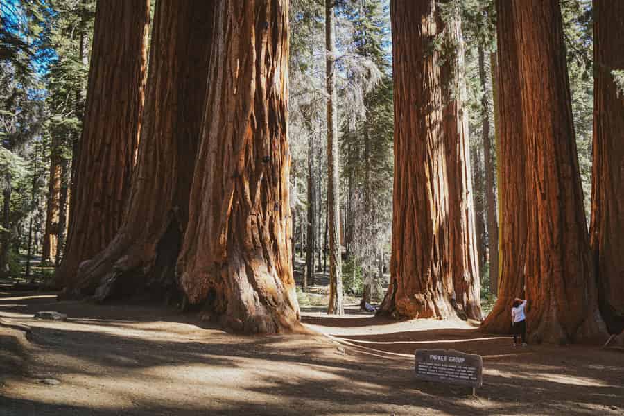 Ab Los Angeles: 3-tägige Tour durch den Yosemite-Nationalpark. Foto: GetYourGuide