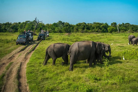 Sigiriya to Pasikudah Private Transfer via Minneriya Safari