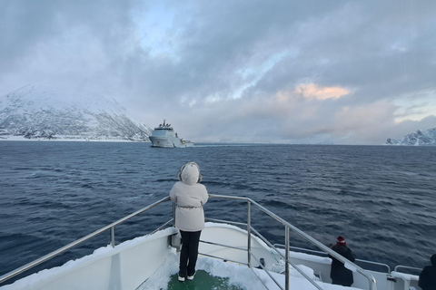 From Tromsø: Whale watching safari to Skjervøy