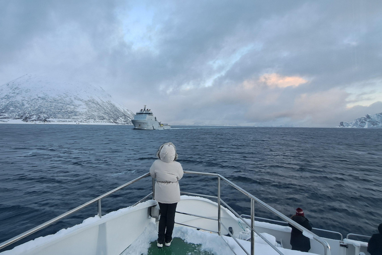 From Tromsø: Whale watching safari to Skjervøy