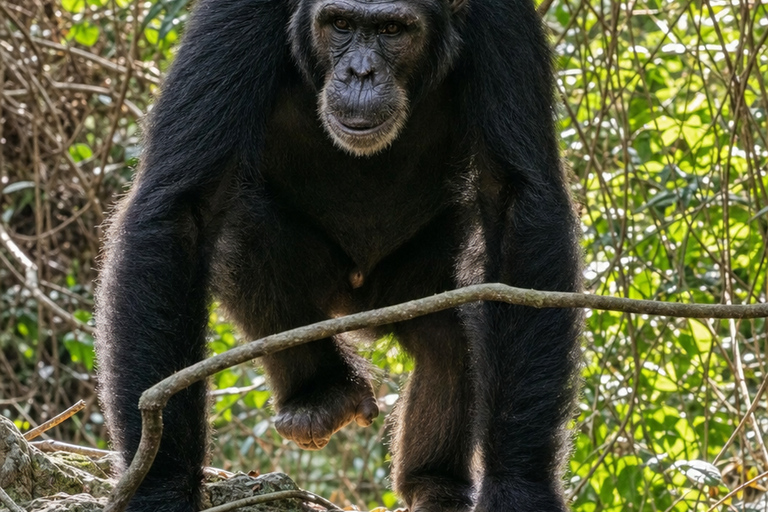 From Kigoma: 3-Day Gombe Chimpanzee Trek with Boat Ride Mid-Range 3-Day Gombe Package ( 2 nights )