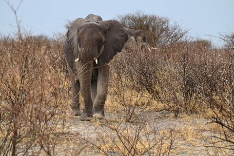 Windhoek: 3-Day Guided Safari in Etosha with Lodge