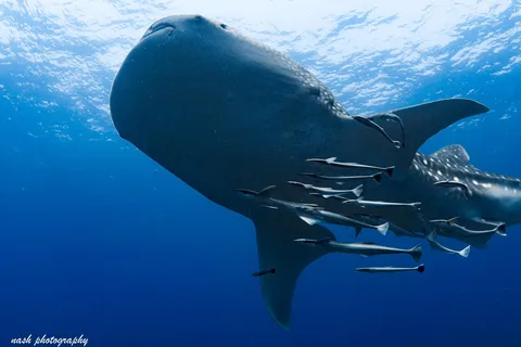 Muscat: Daymaniyat Island Scuba Dive 2 locations + BBQ Lunch