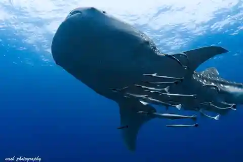 Muscat: Daymaniyat Island Scuba Dive 2 locations + BBQ Lunch