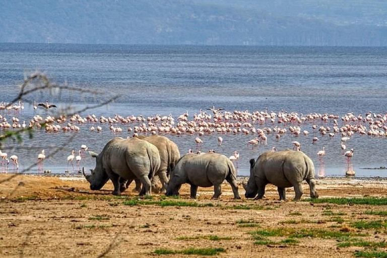 Da Nairobi: escursione al Parco Nazionale del Lago NakuruEscursione al Parco Nazionale del Lago Nakuru senza biglietto d&#039;ingresso
