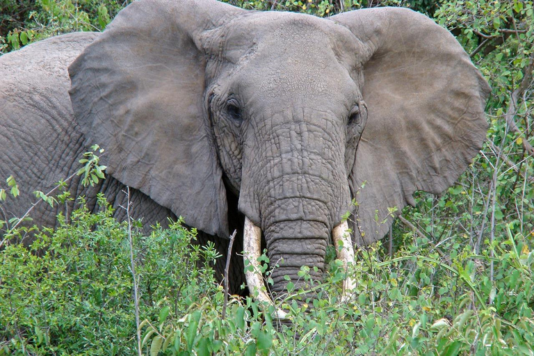 Maasai, parc national de Mikumi et chutes de Chizua 3 jours depuis Dar es salaam