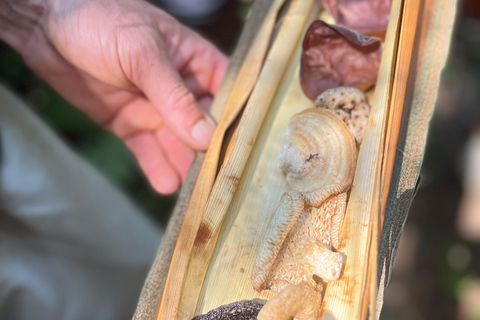 Sensory Botanical Experience in Paraty