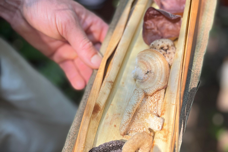 Sensory Botanical Experience in Paraty