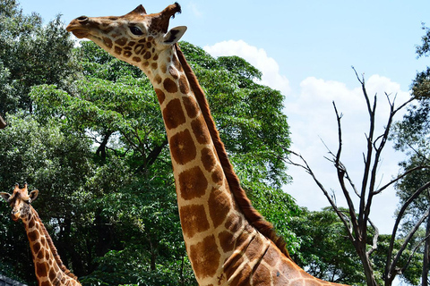 Nairobi Nationalmuseum, Giraffcenter och Bomas Kenya Tour