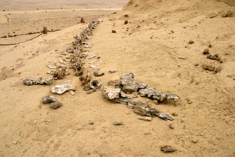 Au départ du Caire : Excursion privée d'une journée à El Fayoum avec déjeuner