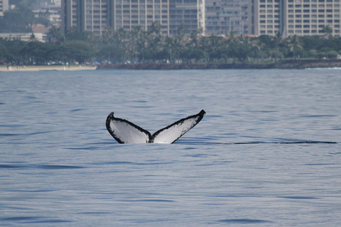 Oahu: Seasonal Whale Watch Cruise Oahu: Waikiki Whale Watch Cruise