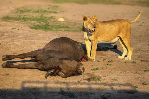 Desde Livingstone Excursión de un día al Parque Nacional de Chobe con almuerzo