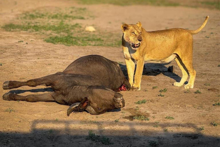 Desde Livingstone Excursión de un día al Parque Nacional de Chobe con almuerzo