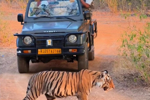 Från Jaipur : 2 dagar 1 kvällstur Ranthambore Tiger Safari TourResa med 2 delningar Ranthambore Safari