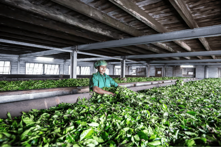 Ella: Hill Country Train Ride & Lipton’s Seat Tuk-Tuk Tour