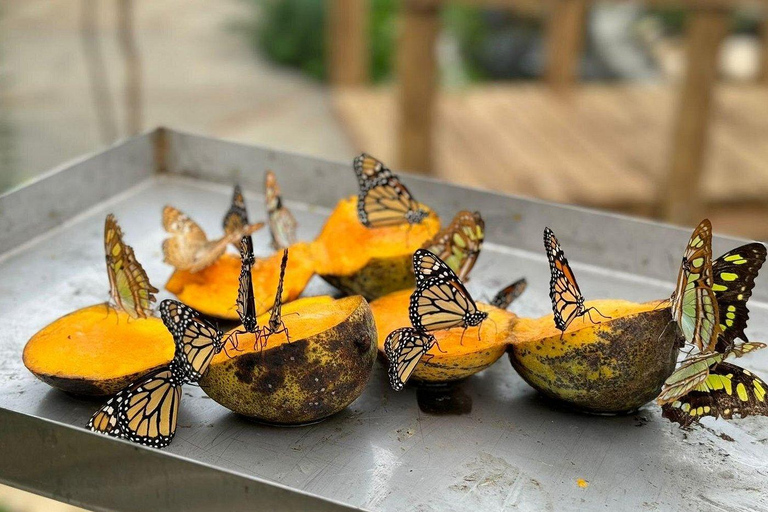 Puerto Plata: stadstour met vlindertuin