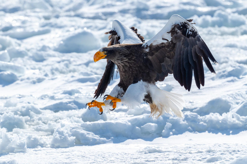 Icebreaker GARINKO GO III Cruise Explore Ice and Snow Tour With Luxurious Seafood Rice Bowl Lunch