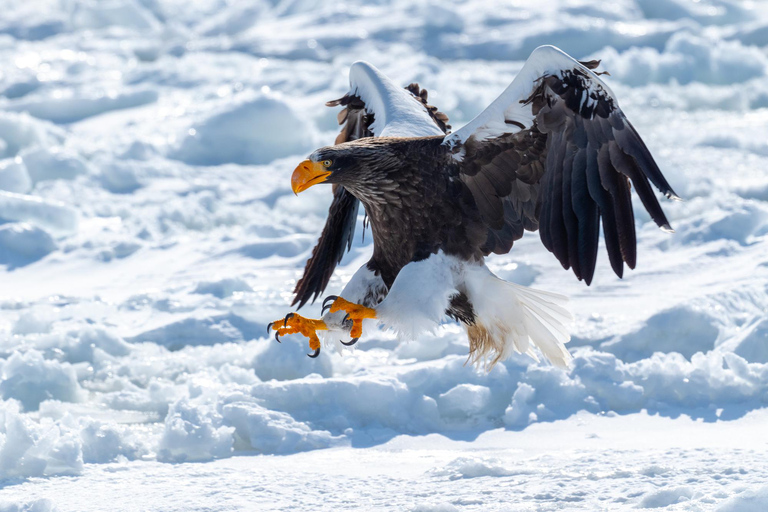 Icebreaker GARINKO GO III Cruise Explore Ice and Snow Tour With Luxurious Seafood Rice Bowl Lunch