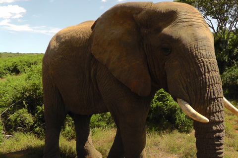 Schotia Safari – Big 5 Experience with High Lion Sightings