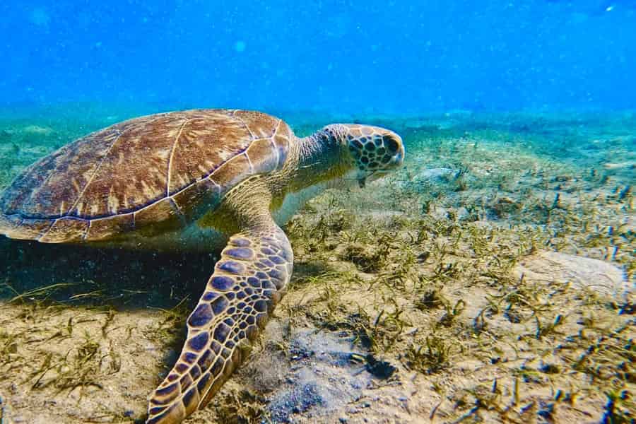 Geführte Schnorcheltour im Phil Foster Park, West Palm Beach. Foto: GetYourGuide Geführte Schnorcheltour im Phil Foster Park, West Palm Beach. Foto: GetYourGuide