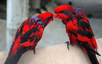 Cebu,Cebu Safari Adventure Park Day Trip - Housity
