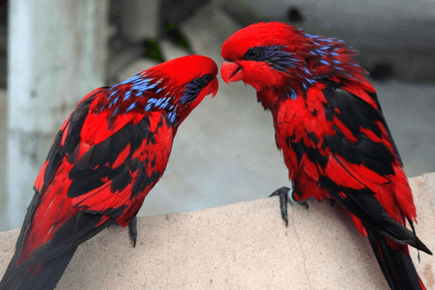 Cebú:Excursión de un día al Parque de Aventuras Safari de Cebú