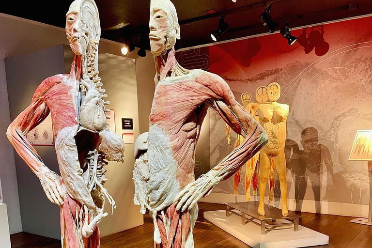 Las Vegas: REAL BODIES at Horseshoe Las Vegas Entry Ticket REAL BODIES Entry Ticket - Peak 7$ OFF