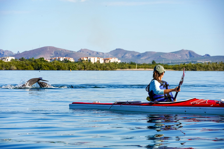 Sea Kayak Tour - Mangrove Safari