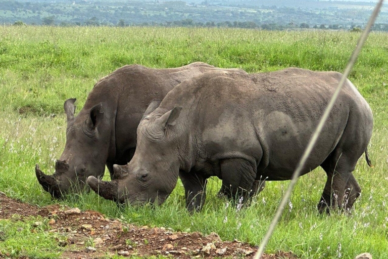 Nairobi-Nationalpark Ganz- oder Halbtagestour mit GuideNairobi National Park Halbtagestour mit Guide