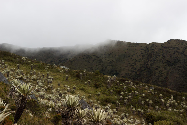 Z Bogoty: prywatna wycieczka do Parku Narodowego ChingazaPark Narodowy Chingaza – transport, bilety i przewodnik