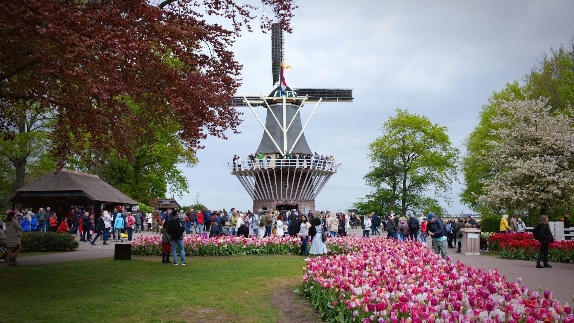 Von Amsterdam aus: VIP Keukenhof Tulpen Tour mit privatem Fahrer