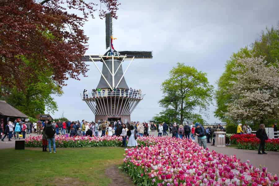 Von Amsterdam aus: VIP Keukenhof Tulpen Tour mit privatem Fahrer. Foto: GetYourGuide