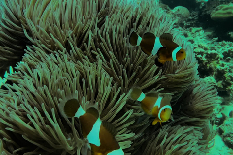Langkawi: Dangli Island Snorkeling