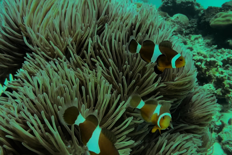 Langkawi: Dangli Island Snorkeling