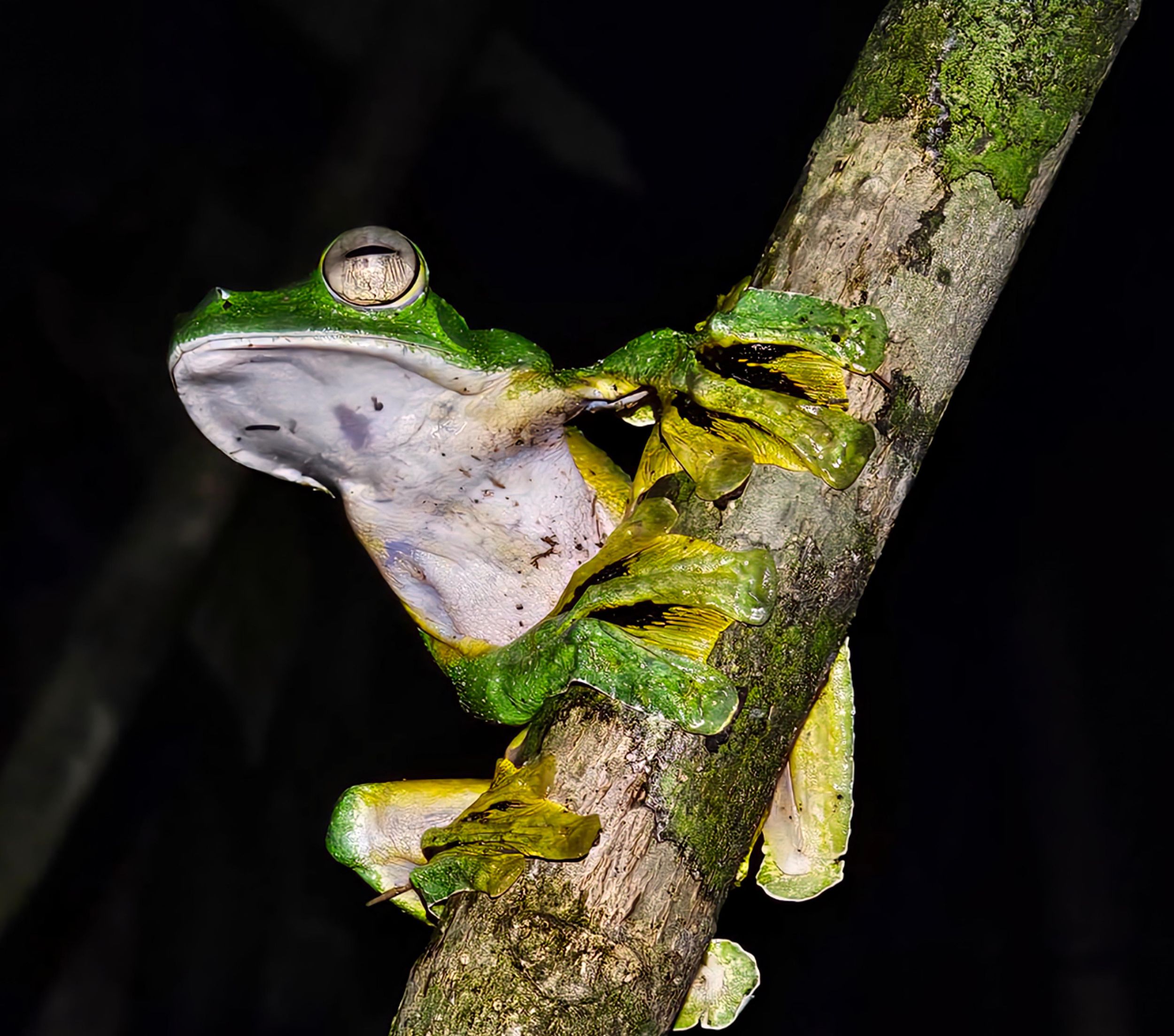 Khao Sok Dschungel-Wanderung: Tag- und Nacht-Safari mit Dschungel-Abendessen