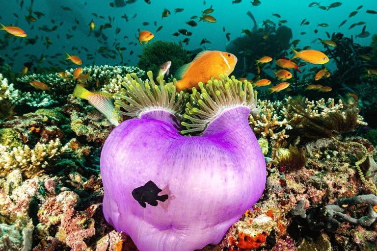 Snorkeling, Pranzo alla Roccia, Spiaggia di Paje, Isola di Mnemba