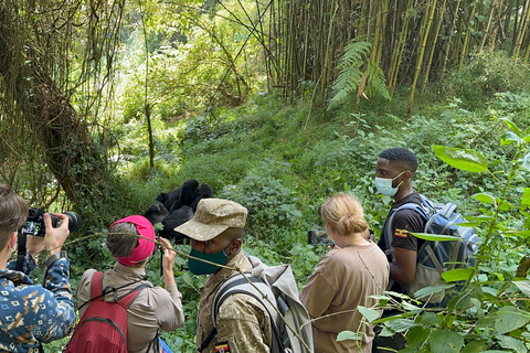 3-daagse gorillatrektocht Mgahinga Gorilla NP Oeganda via Rwanda