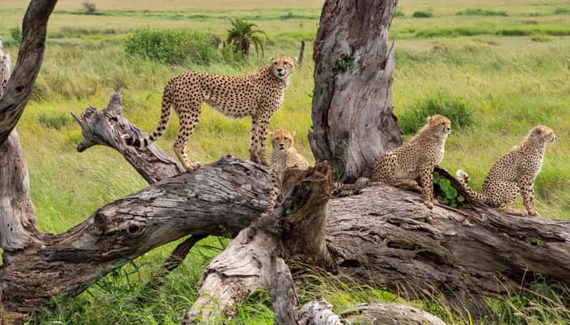 Jednodniowe Safari Do Mikumi Z Zanzibaru GetYourGuide