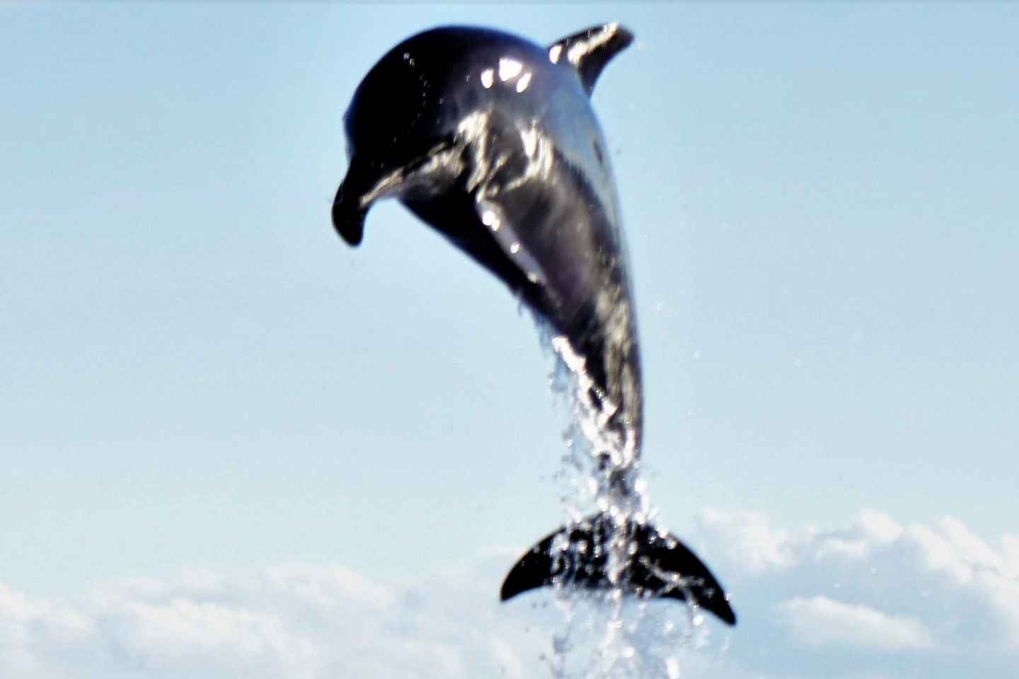 Dolphins: Dolphin Watching Tour and Capo Figari by Raft