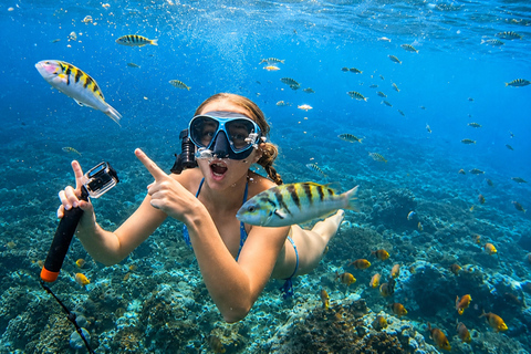 Lovina: Dolphin Observe & Snorkeling with Optional GoPro Sharing Dolphin Tour With GoPro, Transfer Hotel North Area