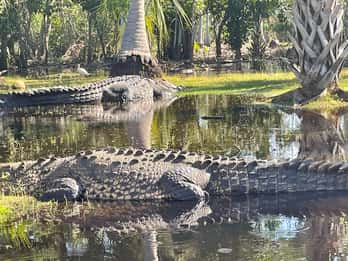 Desde Huatulco: Excursión Ecológica Cocodrilos y Tortugas