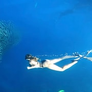 Cebu: Sardine Run Snorkeling, Mantayupan Falls & ATV Thrills Cebu: Sardine Run Snorkeling, Mantayupan Falls & ATV Thrills