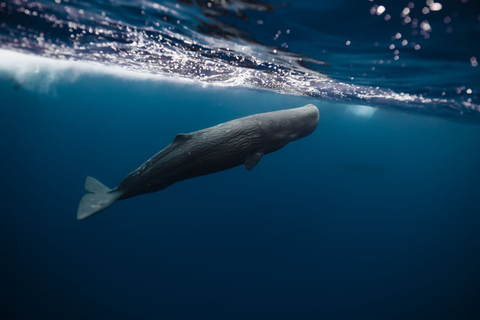 Ekologiczna wycieczka z obserwacją delfinów na Mauritiusie Le MorneEkologiczna wycieczka z obserwacją delfinów na Mauritiusie Le Morne w stanie Massachusetts