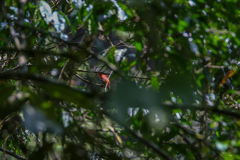 Birding Medellin z ekspertem obserwującym ptaki (prywatnie)