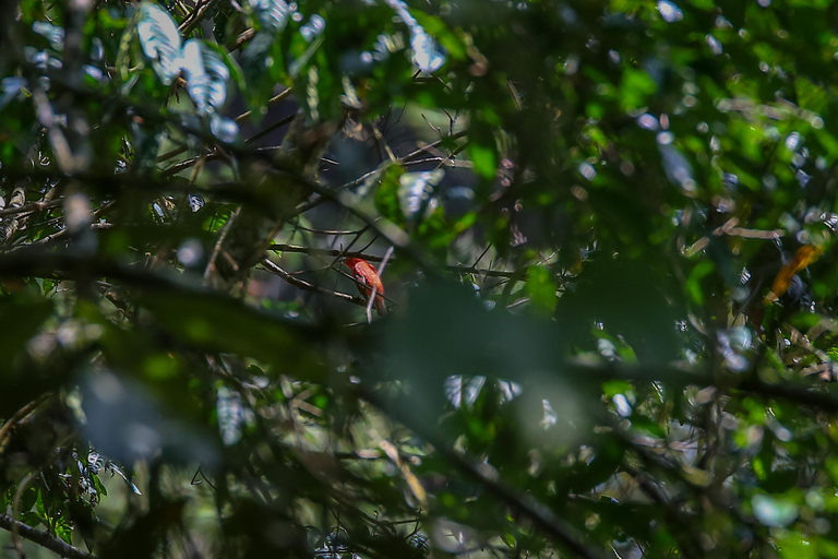 Vogelbeobachtung in Medellin mit einem erfahrenen Vogelbeobachter (Privat)