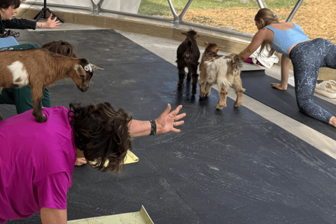 Goat Yoga Near Glacier National Park